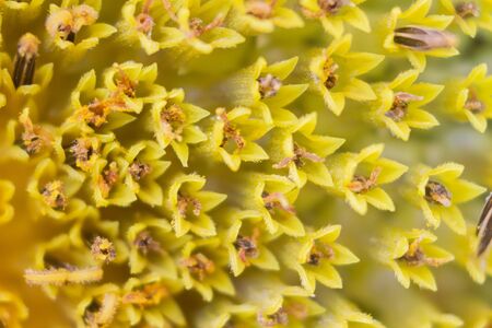 Close up detail of sunflower pollenの写真素材