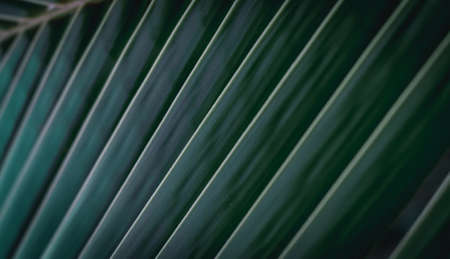 Close up green coconut leaves. Dark green tone.の写真素材
