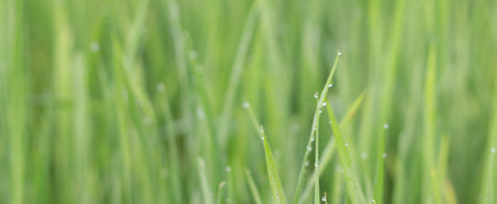 Water droplets on the light green rice leaves and blur green nature backgroundの写真素材