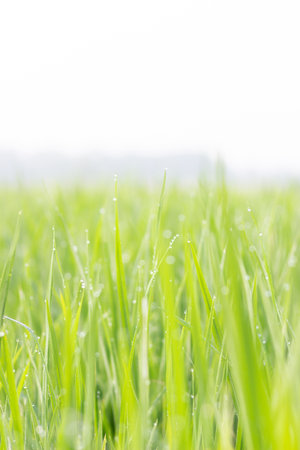 Water droplets on the light green rice leaves and blur green nature backgroundの写真素材