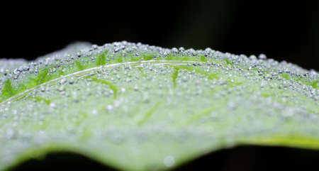Water droplets on green leaves