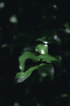 Close up green leaves and dark backgroundの写真素材