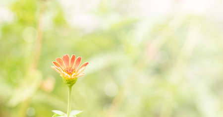 Orange flower in white bokeh of daylight  and blur green natural background