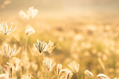 Golden color of field of grass and blur natural background