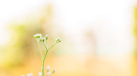 Close up small flower of grass on blur nature backgroundの写真素材