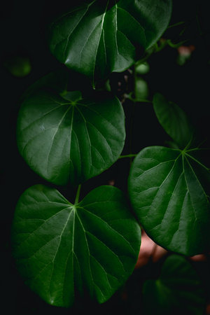 Close up dark green leaves on dark backgroundの写真素材