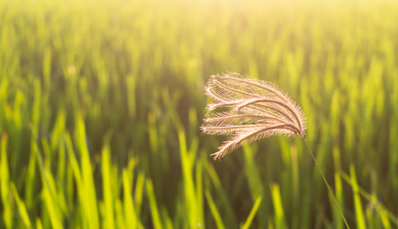 Flower of grass and blur green of rice leaves and light of sunsetの写真素材