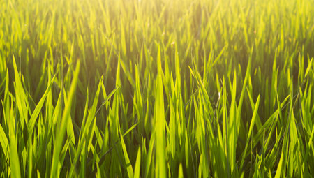 Green color of rice leaves and light of sunsetの写真素材