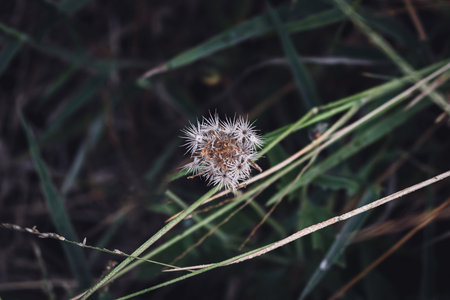 Top view of white small flower of grass