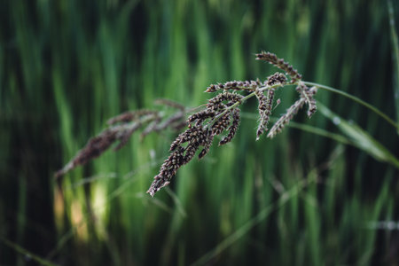 Close up flower of grass and blur green nature backgroundの写真素材