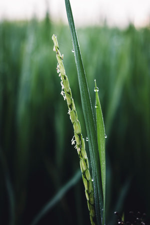 Close up rice paddy on rice plant and blur green nature backgorundの写真素材