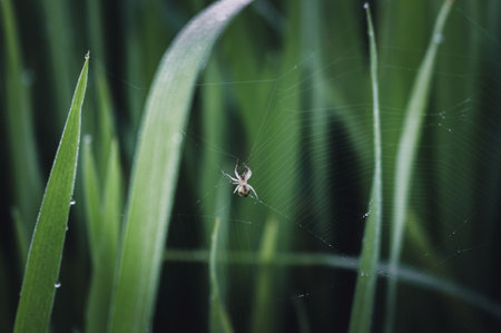 A spider on a web and blur green backgroundの写真素材