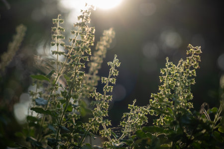 Flower of basil tree and light of sunsetの写真素材