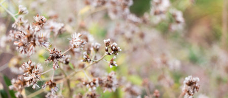 Small brown flower of grass and blur nature backgroundの写真素材