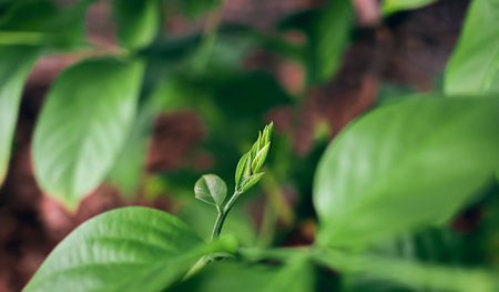 Close up small green leaves and blur green nature backgroundの写真素材
