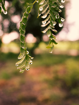 Water drops on small green leaves after rain and sunset lightの写真素材