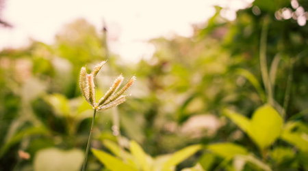 Small green grass flower and blur green nature background