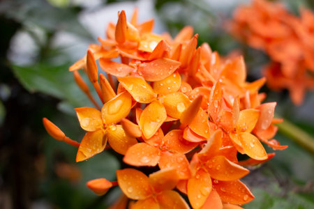 Close up orange West Indian Jasmine after rain. Water drops on West Indian Jasmineの写真素材