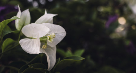White paper flower between green leaves background.