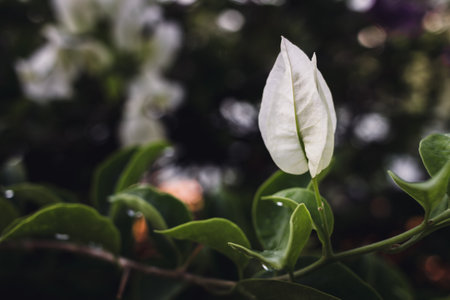 White paper flower between green leaves background.の写真素材
