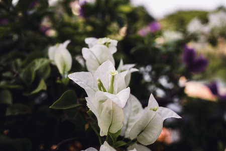 White paper flower between green leaves background. Bougainvillea flowerの写真素材