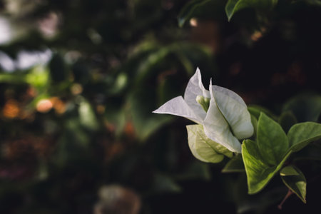 White paper flower between green leaves background. Bougainvillea flowerの写真素材