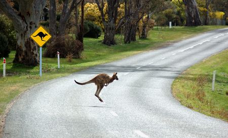 Kangaroo Crossing in front of a Kangaroo Warning Signの写真素材