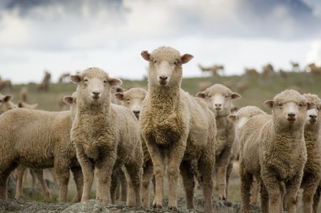  A selection of sheep in the mob stand looking curiously at the camera.の写真素材