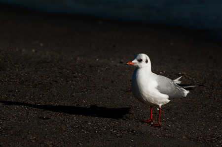Thoughtful kind of gull!の写真素材