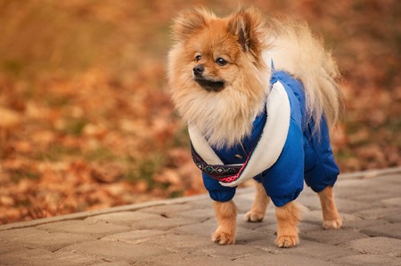 The puppy stays on the sidewalk in the blue sweater with warm colorsの写真素材