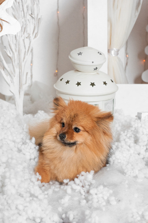 The wonderful story about small happy puppyの写真素材