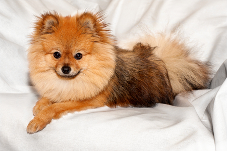 The spitz is lying on the white sheet with clever faceの写真素材