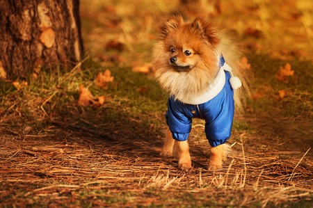 Wonderful puppy is staying in the golden forest in autumn time with warm toneの写真素材