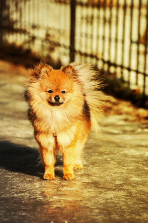 Serious spitz,dog, is staying on ice and looking with serious viewの写真素材