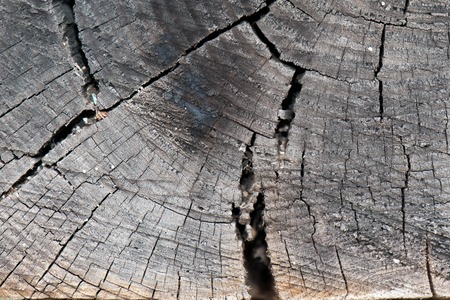 Dark grey  old timber texture or backgroundの写真素材