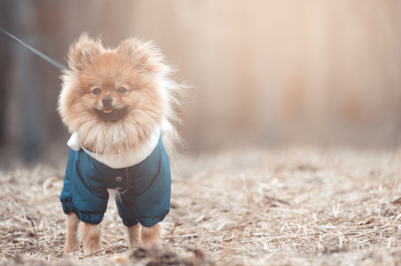 The cute German spitz dog in the blue sweater walking on the street.の写真素材