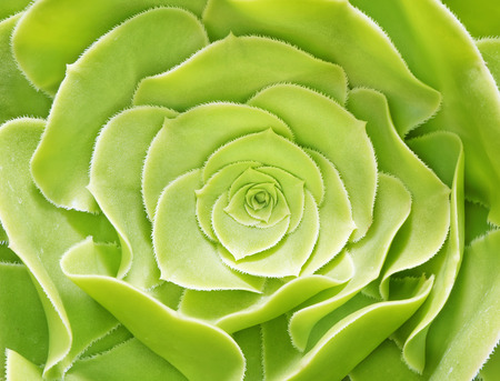 close up macro of flower green colorの写真素材