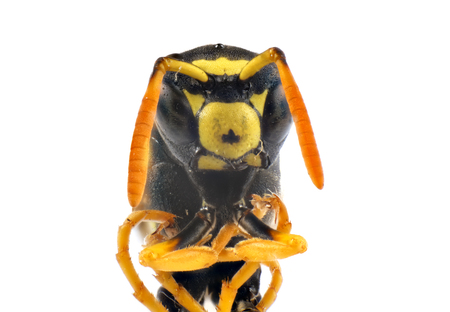 wasp insect macro photo isolated on white backgroundの写真素材