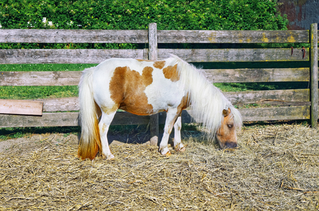 Photo of Pony, domestic horse pastures farmの写真素材