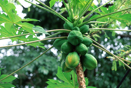 Malaysia, Penang, Papaya tree with fruitの写真素材
