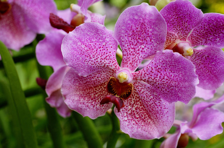 Close up of purple flowers, orchids