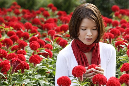 Young woman among red flowers (coxcomb)の写真素材
