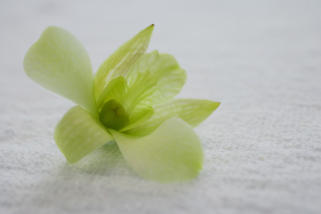 Still life of white Orchid flowerの写真素材