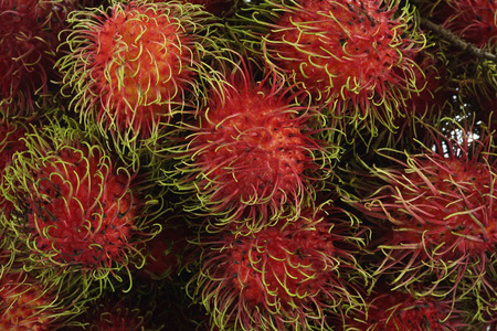 Rambutanの写真素材