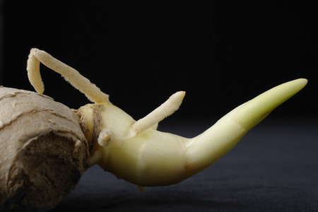 Still life of ginger rootの写真素材