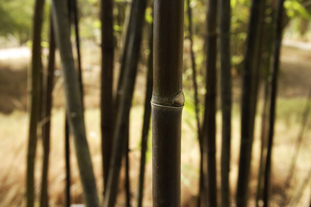 bamboo shoot in foreground focused and multiple others in backgroundの写真素材