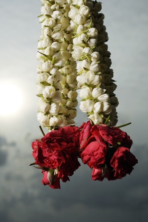 Hanging rose flower garlandsの写真素材