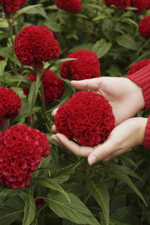 coxcomb flower cupped in woman's handsの写真素材
