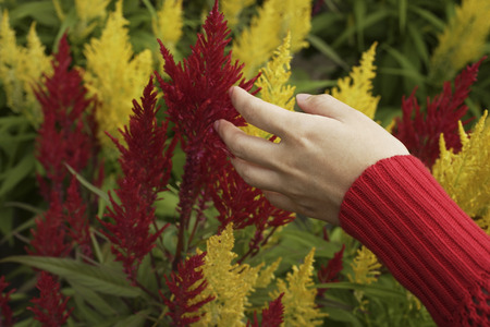 woman's hand touching red and yellow celosia plantsの写真素材