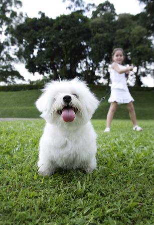 white dog pulling on leash, girl in backgroundの写真素材